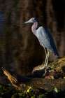 Little blue heron, Circle Bar B Ranch, Florida Art Print